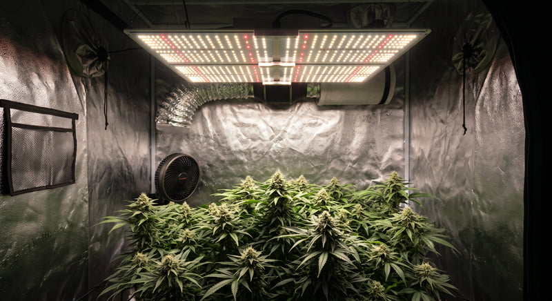 Iluminación LED de espectro completo: guía técnica para tu cultivo indoor